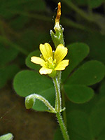 Oxalis stricta