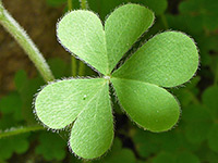 Trifoliate leaf