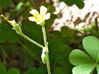 Common Yellow Woodsorrel