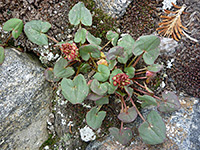 Mountain Sorrel