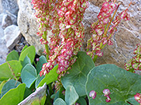 Reddish purple flowers