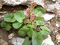 Flowers and leaves