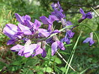 Purple Locoweed