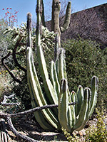 Clump of pachycereus schottii