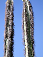 Hairy stems of pachycereus schottii