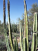 Tall senita stems