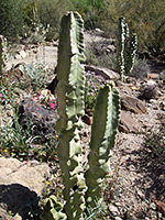 Pachycereus schottii var monstrose