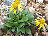 Leaves and flowerheads