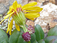 Splitleaf Groundsel 