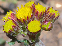 Splitleaf groundsel