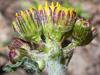 Purple-tipped phyllaries