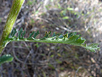 Lobed stem leaf