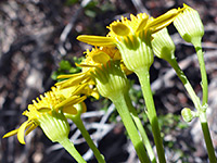 Lobeleaf groundsel