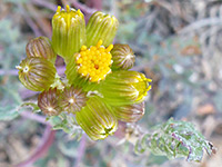 Lobeleaf groundsel