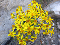 Many yellow flowerheads