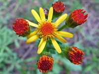 Alpine groundsel