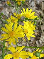 Cluster of flowerheads