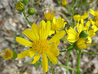 Opening flowers