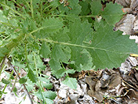 Lobed leaves