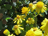 Yellow flowerheads