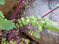 Oak Creek Ragwort