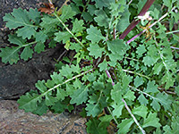 Basal leaves