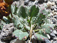 Basal leaves