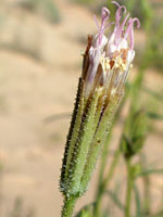 Palafoxia arida