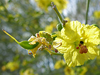 Parkinsonia florida