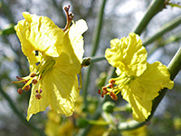 Blue Palo Verde