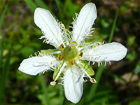 Parnassia fimbriata