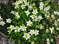 Fringed Grass of Parnassus