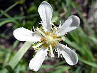 Fringed grass of parnassus