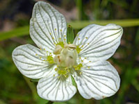 Marsh grass-of-parnassu