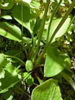 Basal leaves