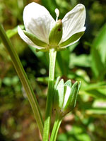 Marsh Grass of Parnassus