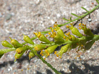 Parryella filifolia