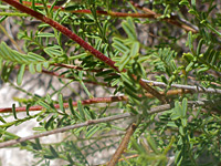 Pinnate leaves