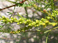 Common Dunebroom