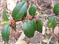 Flowers and leaves