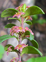 Leaves and flowers