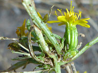 Cluster of flowerheads