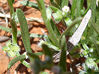 Pectocarya heterocarpa