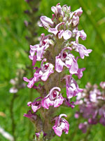 Pedicularis attollens