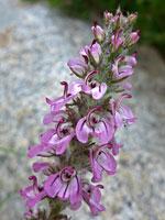 Pinkish-white flowers