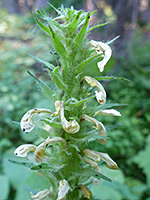 Pedicularis bracteosa