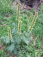 Bracted Lousewort