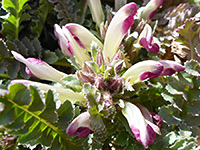 Dwarf lousewort