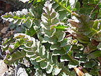 Dwarf Lousewort