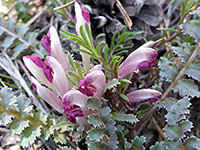 Flowers and leaves